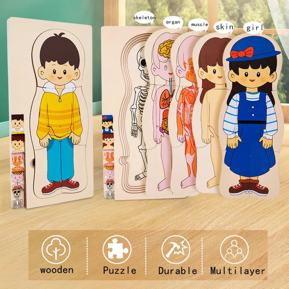 פאזל מדעי להכרת מבנה גוף האדם 🧠🦴